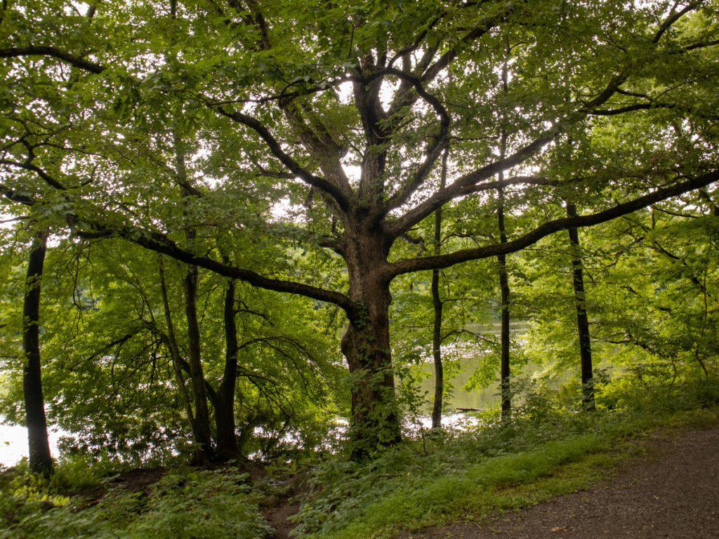 Tree glamshot 1024x768 1
